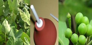 Kontonmire (TARO LEAVES), Bentua (ENEMA BULB SYRINGE) & Kwahu Nsusoa (TURKEY BERRIES)