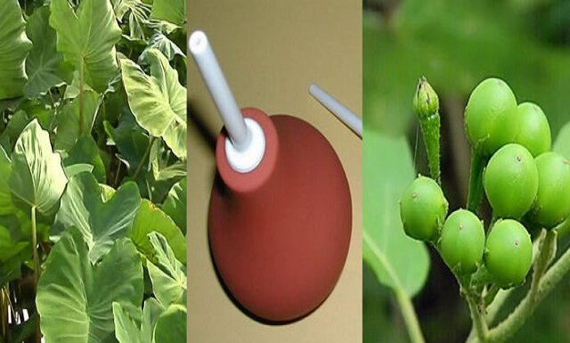 Kontonmire (TARO LEAVES), Bentua (ENEMA BULB SYRINGE) & Kwahu Nsusoa (TURKEY BERRIES)