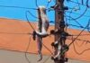 Giant snake causes Dumsor in Ejisu