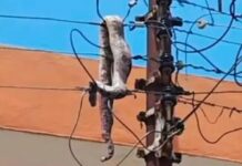 Giant snake causes Dumsor in Ejisu