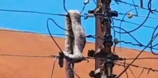 Giant snake causes Dumsor in Ejisu