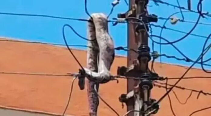 Giant snake causes Dumsor in Ejisu