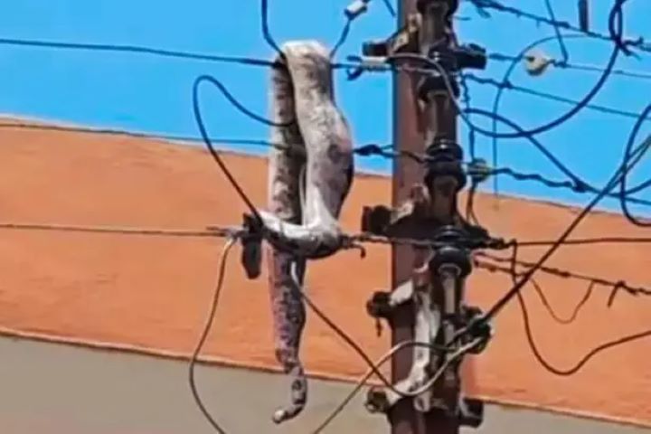 Giant snake causes Dumsor in Ejisu